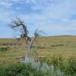 OTRA2013_1483 (July 16, 2013)